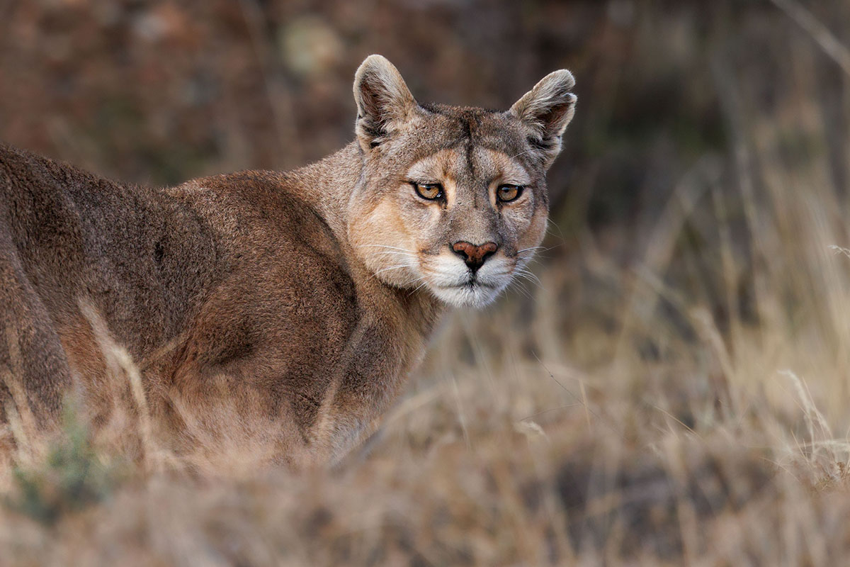 Puma Photography Safari, Chile